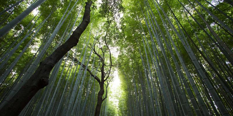 CE263网络协议深度评测：下一代网络技术的核心架构解析