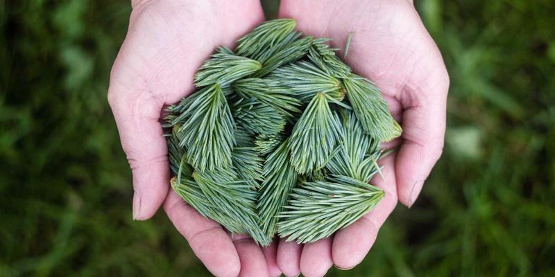 网络技术62：精选网络工具与资源分享，助力技术进阶